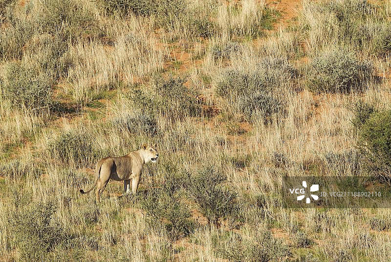 雄狮(狮子)，雌性在一个食草沙丘，卡拉哈里沙漠，Kgalagadi越境公园，南非，非洲图片素材