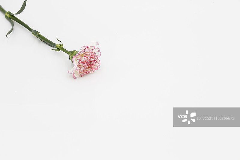 康乃馨与白色背景图片素材