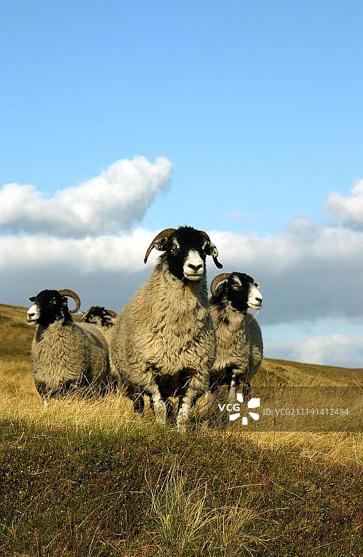 家养绵羊(绵羊)，斯瓦勒代尔母羊，4站立在牧场，切平，兰开夏，英格兰，英国，欧洲图片素材