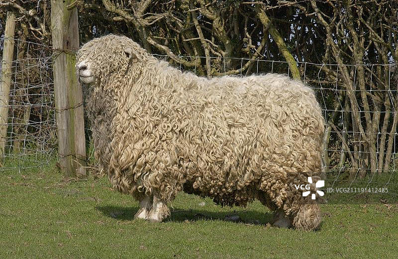 欧洲，英国，英格兰，站在牧场上的家养绵羊，德文郡和康沃尔郡长毛羊图片素材