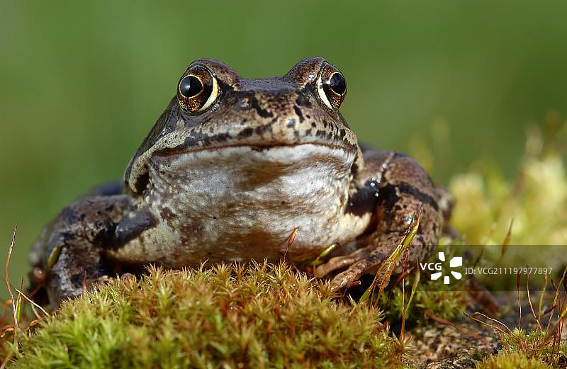 普通蛙(暂时性蛙)，成虫栖息在苔藓上，英国，英国，欧洲图片素材