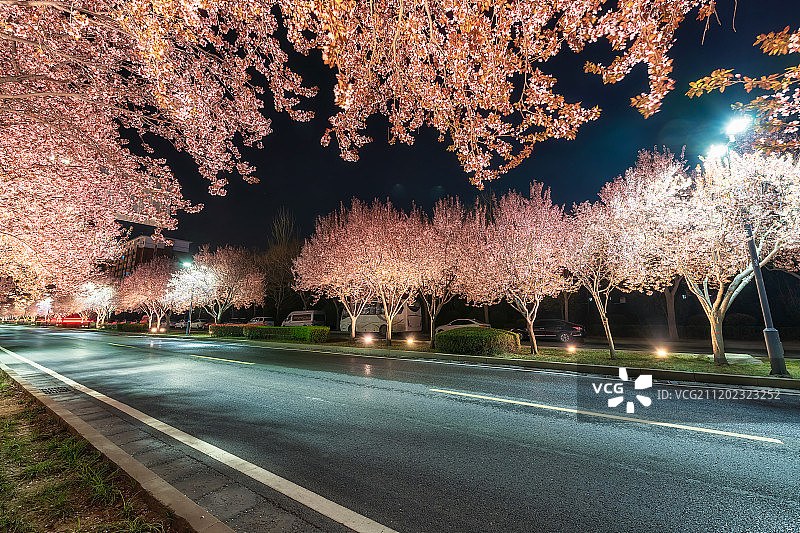 城市樱花树与路面夜景图片素材