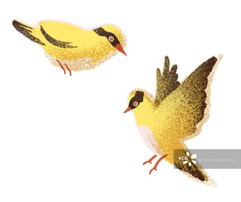 黄鹂鸟装饰插画元素图片素材