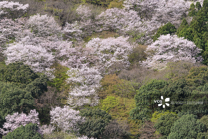 从日本京都相野龟山公园眺望岚山上的樱花图片素材