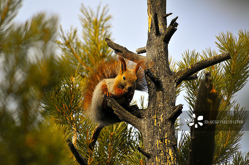 毛茸茸的小松鼠坐在树上图片素材