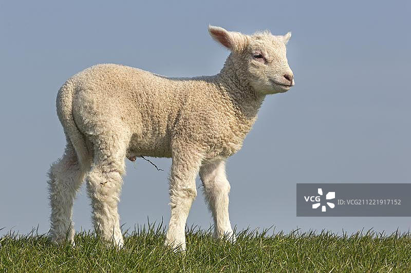 绵羊，羔羊，Westerheversand, Westerhever, Eiderstedt，北弗里斯兰，石勒苏益格-荷尔斯泰因，德国，欧洲图片素材