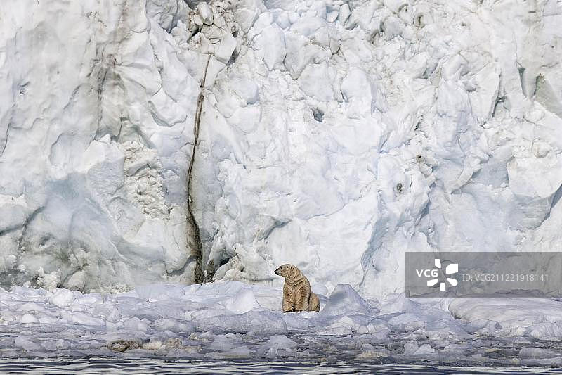 欧洲，挪威，斯匹次卑尔根群岛，斯瓦尔巴特群岛，冰川墙前的浮冰上的北极熊图片素材