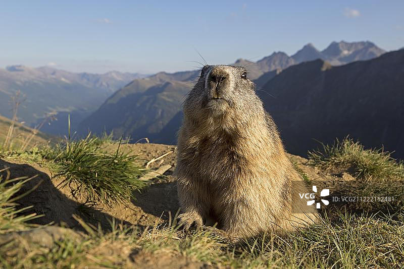 阿尔卑斯土拨鼠(土拨鼠)，高陶恩国家公园，卡林西亚，奥地利，欧洲图片素材