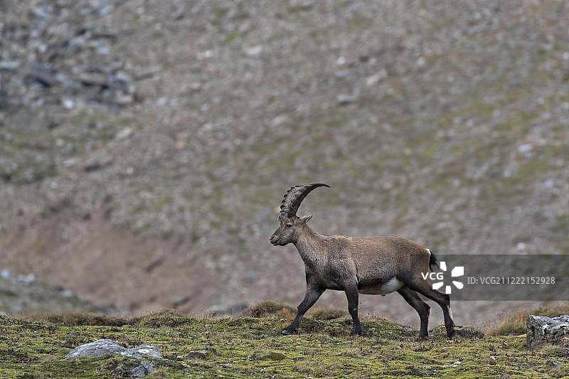阿尔卑斯野山羊(卡普拉野山羊)，高陶恩国家公园，奥地利，欧洲图片素材