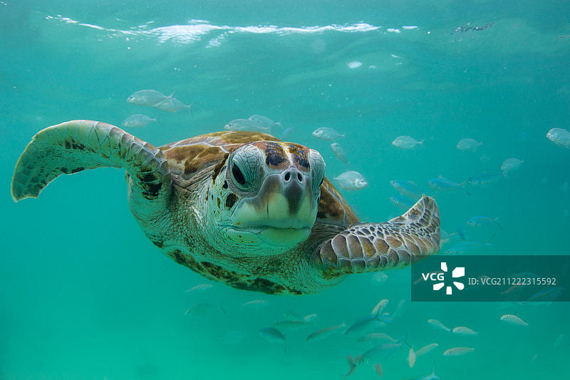 乌龟在毛里求斯岛附近清澈的海洋中游泳图片素材