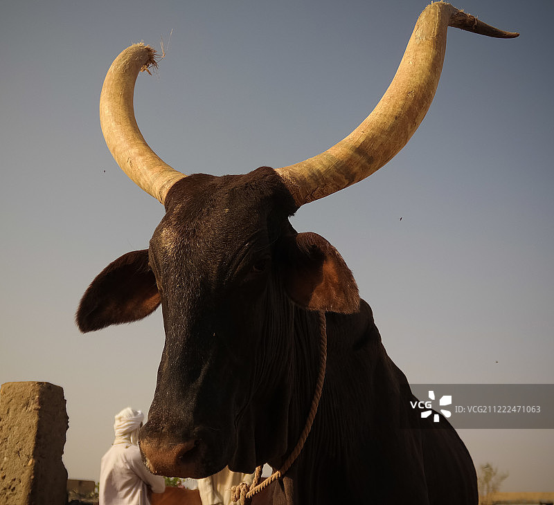 安科勒-瓦图西大角牛肖像，阿加德兹牛市场，尼日尔图片素材