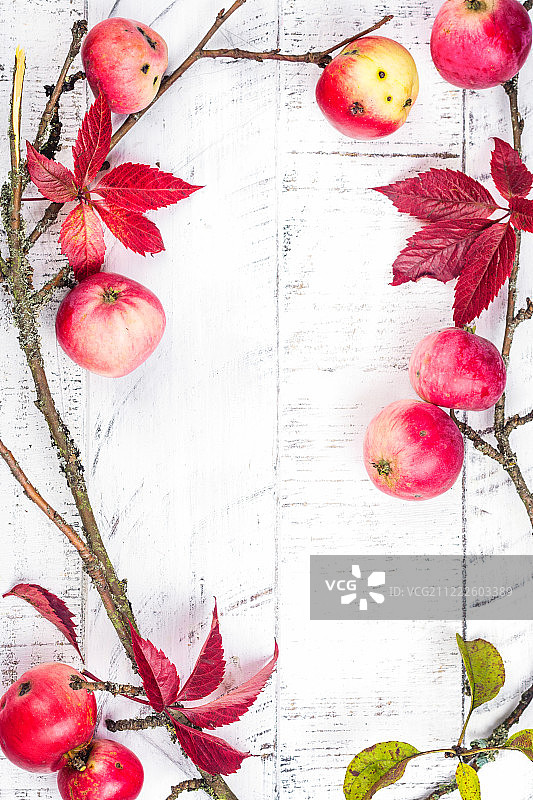 树枝上的红苹果，枫叶图片素材