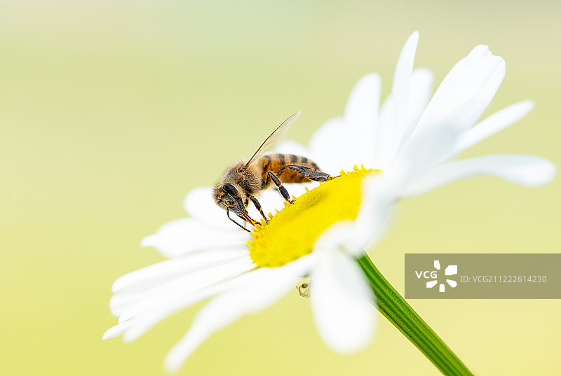 蜜蜂在毛茛属植物的图片素材
