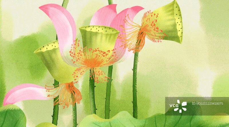 水彩风格植物花卉荷花插画动图图片素材