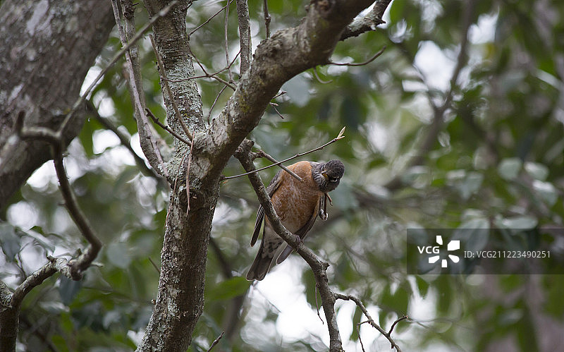 美洲知更鸟栖息在树枝上图片素材