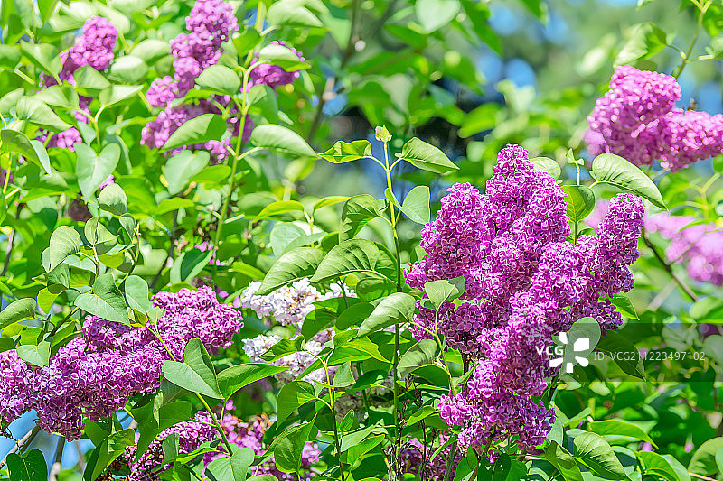 盛开的紫丁香灌木图片素材