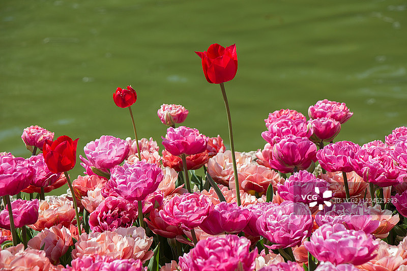 五彩的郁金香花盛开在池塘边图片素材