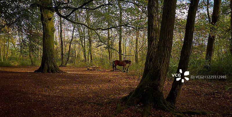 英国苏塞克斯郡西斯伯里环南唐斯国家公园秋天森林里的小马图片素材