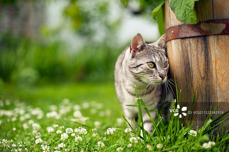 虎斑猫站在草地上图片素材