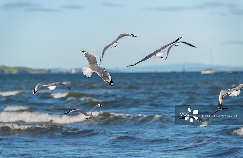 成群海鸥海上飞翔图片素材