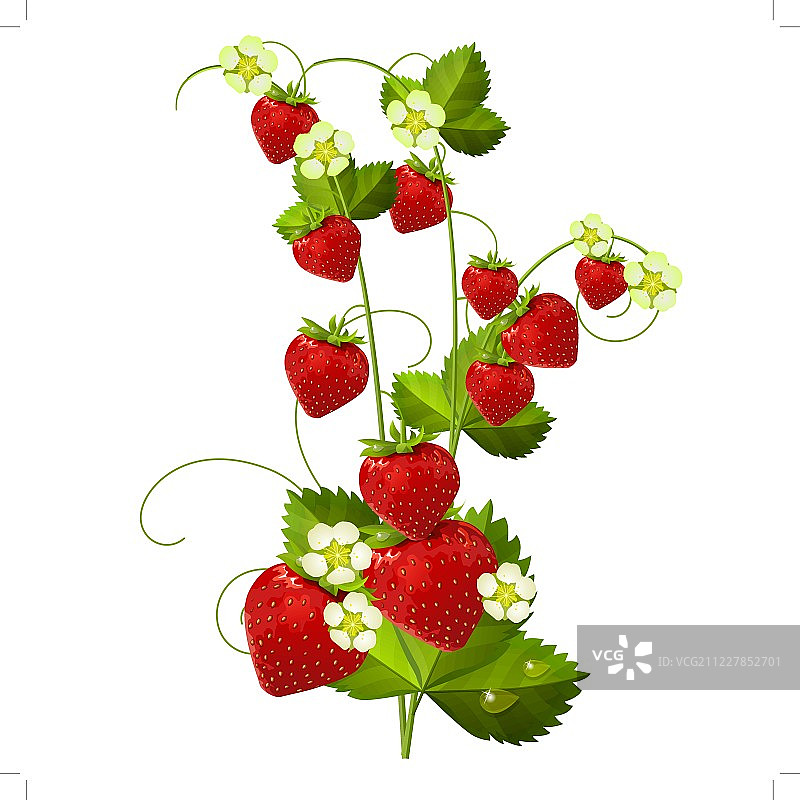 草莓孤立在白色背景图片素材