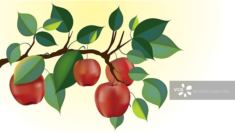 红色美味的苹果枝向量图片素材