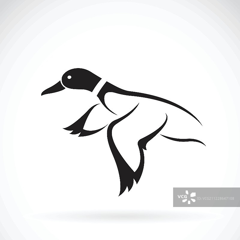 白色背景上的野鸭飞行矢量设计。图片素材