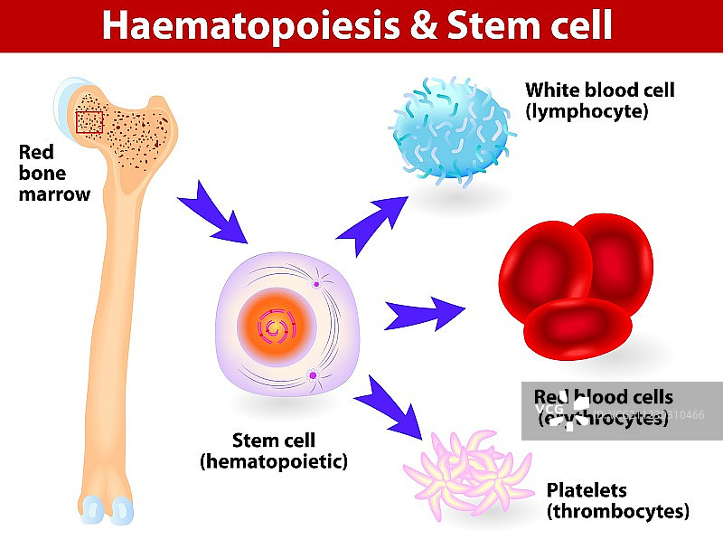 干细胞造血作用图片素材