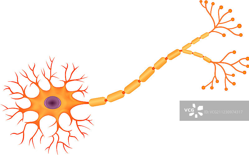 人体神经元解剖的卡通图片素材