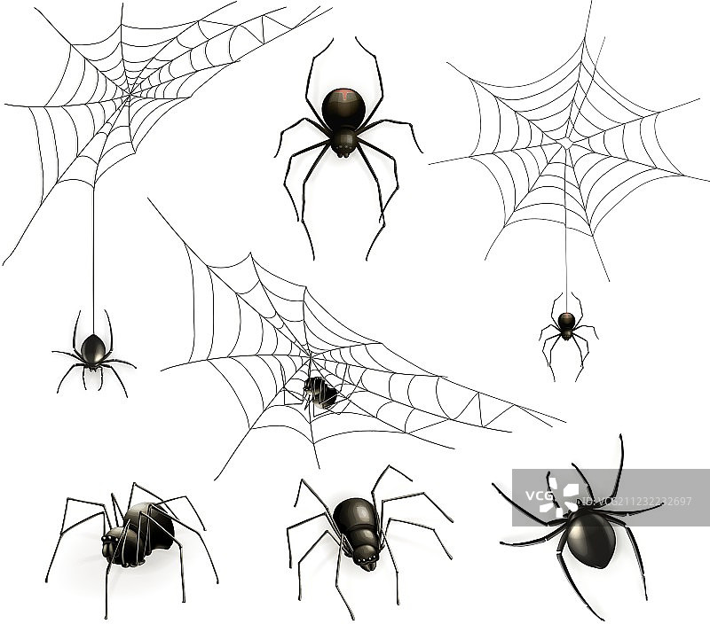 蜘蛛和蜘蛛结网图片素材
