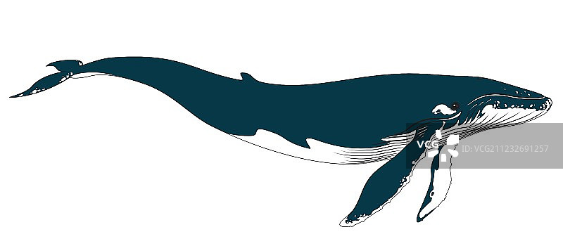 现实的大蓝鲸在白色的背景图片素材