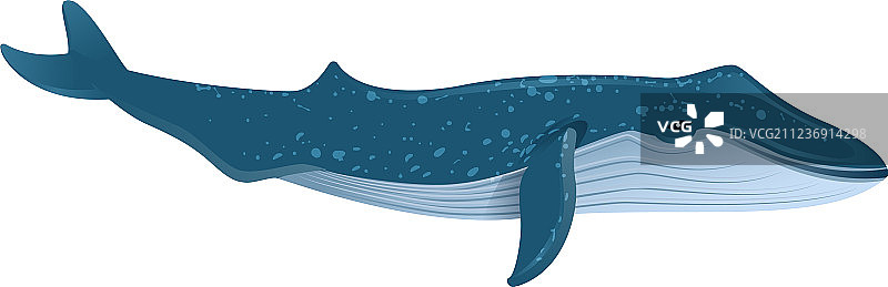 蓝鲸是最大的海洋哺乳动物图片素材