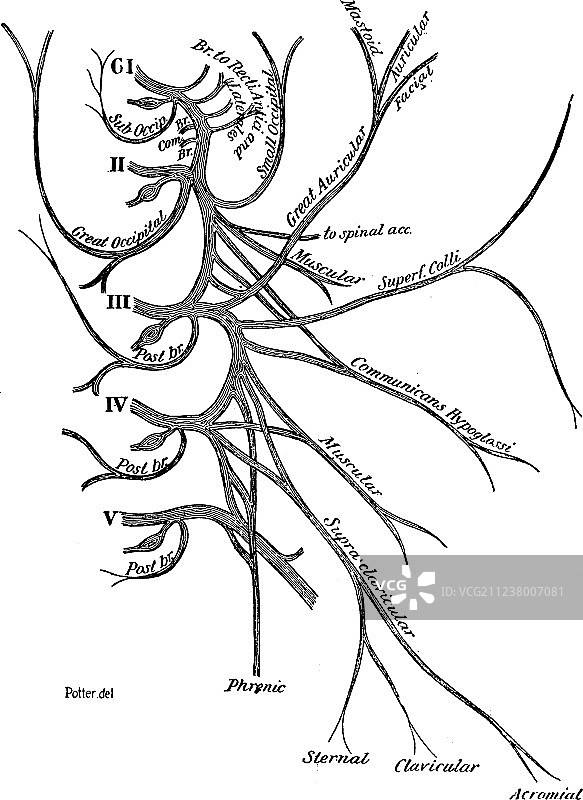 脊神经的颈丛图片素材