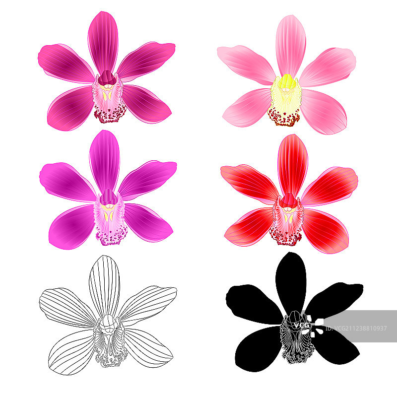 各种花卉，热带兰花，兰花紫图片素材
