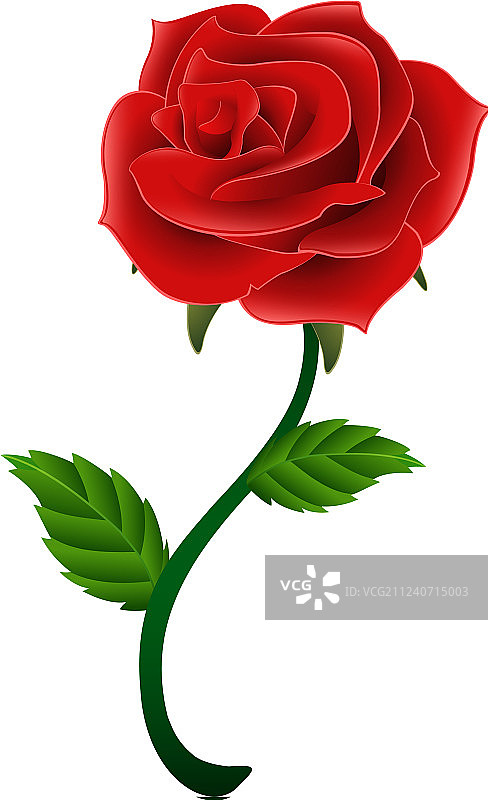盛开的红色玫瑰孤立的白色背景图片素材