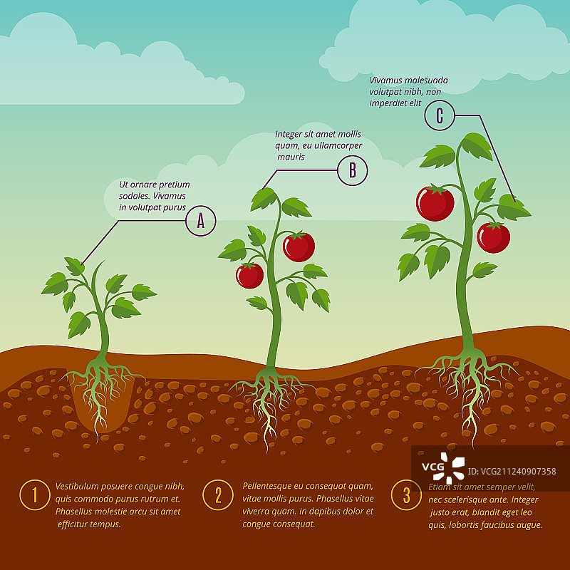 番茄生长和栽植阶段平坦图片素材