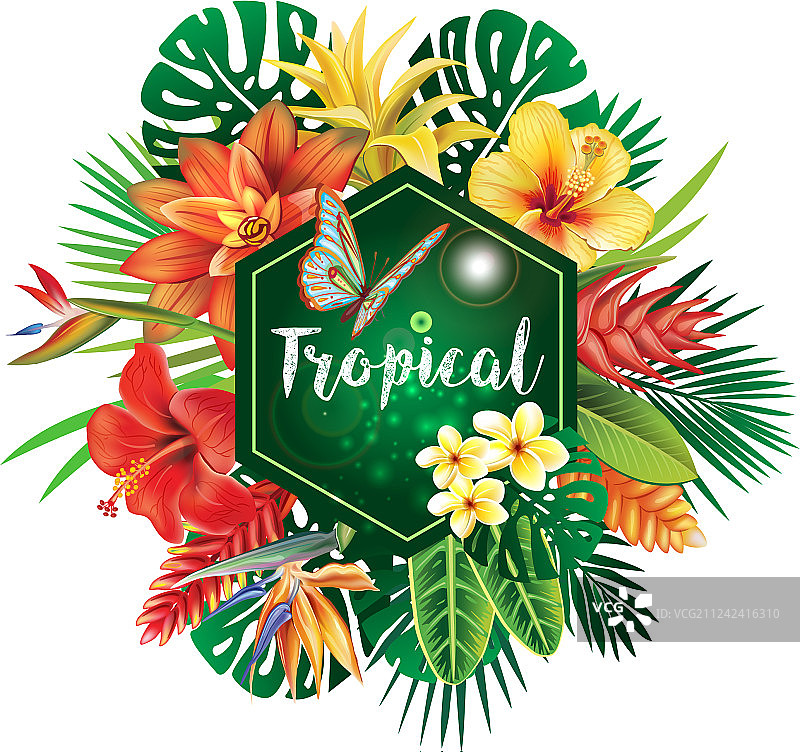 热带植物的旗帜图片素材