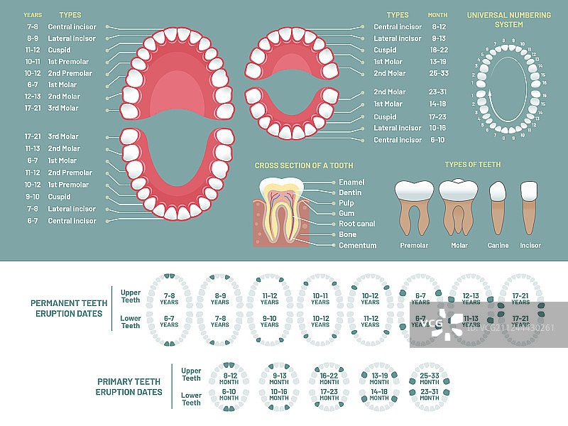 牙齿解剖图正牙医生人类牙齿丢失图片素材