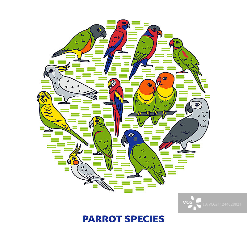 鲜艳的鹦鹉圆概念旗帜在彩色线图片素材
