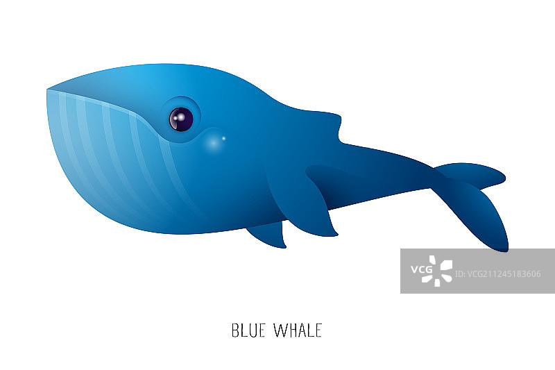 蓝鲸卡通孤立在白色的背景图片素材