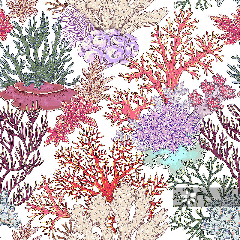 珊瑚礁模式图片素材