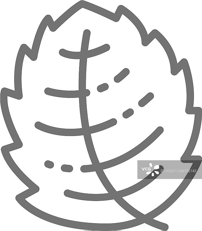 薄荷，莴苣，罗勒，草本线图标图片素材