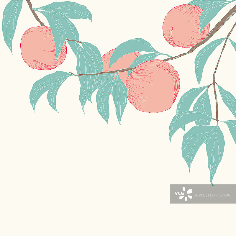 手画桃子挂在水果和树叶上图片素材