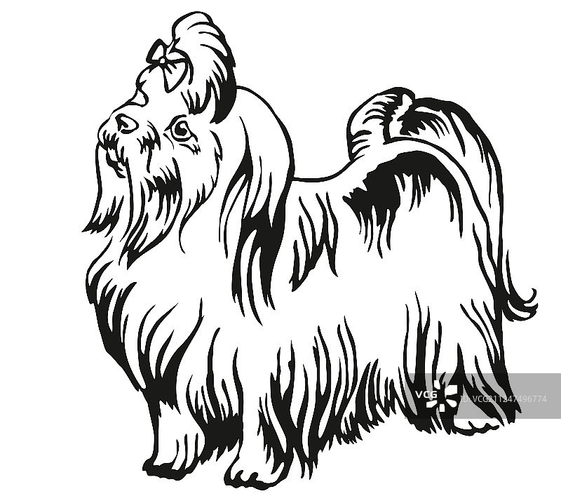 装饰站立画像的马耳他狗图片素材