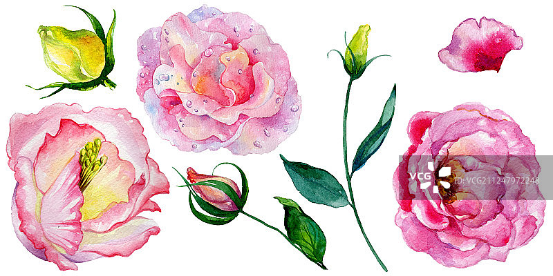 野花玫瑰花在水彩画风格孤立。图片素材