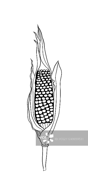玉米雕刻图片素材