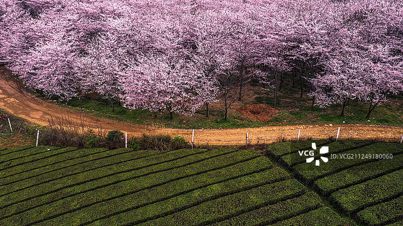 贵州省农场里的樱花与茶园图片素材