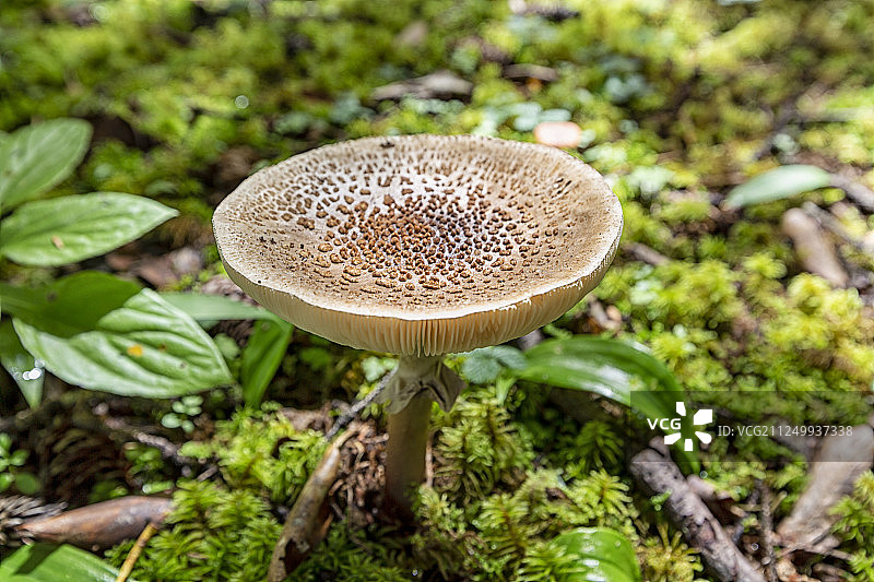 野生蘑菇图片素材