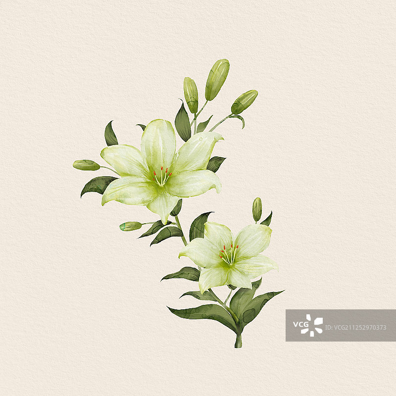 百合花水彩植物 花卉插画图片素材
