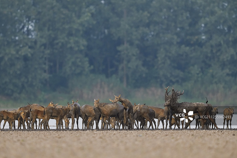 鹿群Père麋鹿，或麋鹿，麋鹿，湖北天河州麋鹿国家级自然保护区，石首，湖北，中国图片素材